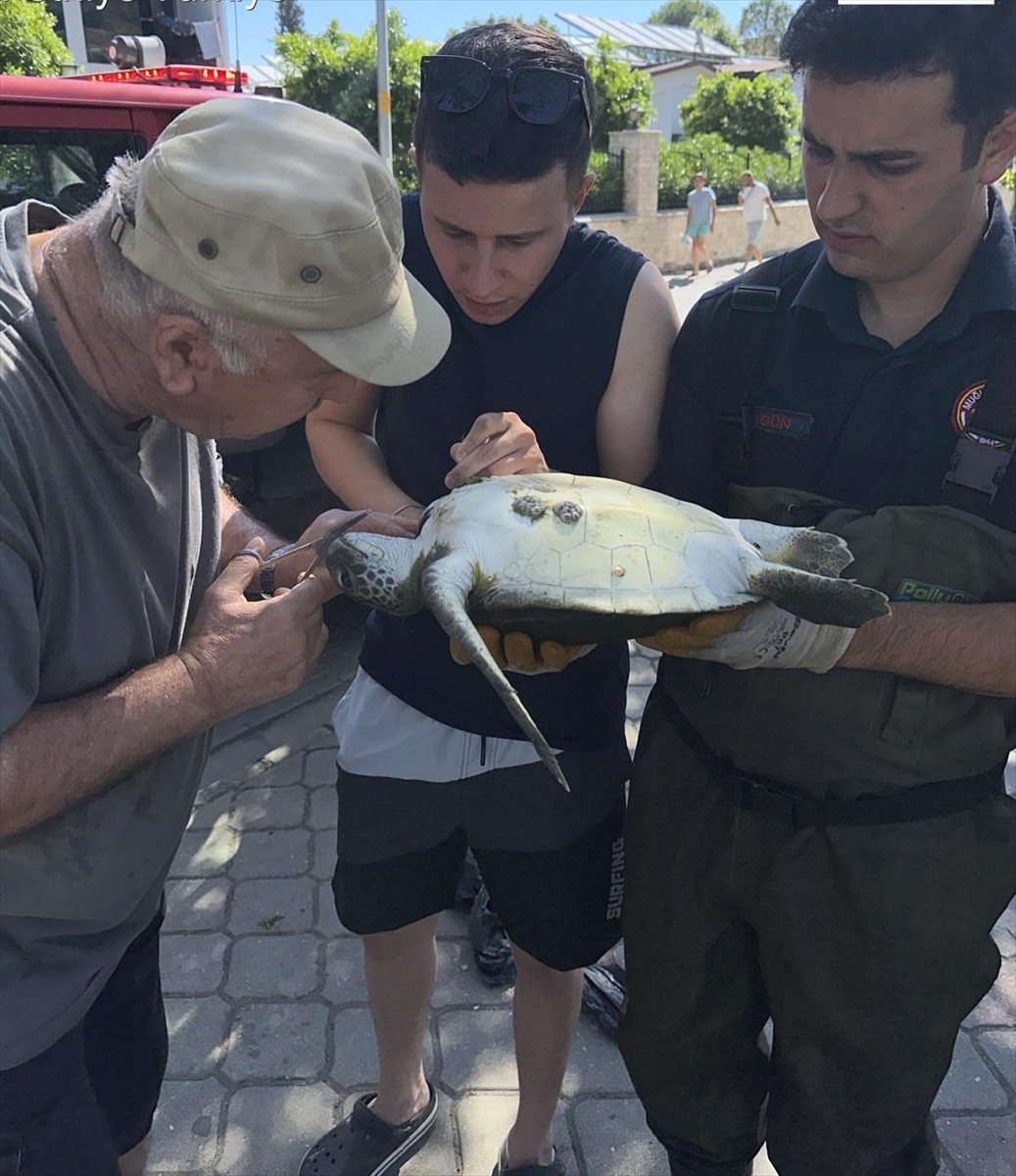 Muğla'nın Fethiye ilçesinde kanalda misinaya dolanan caretta cerattayı itfaiye ekibi kurtardı.