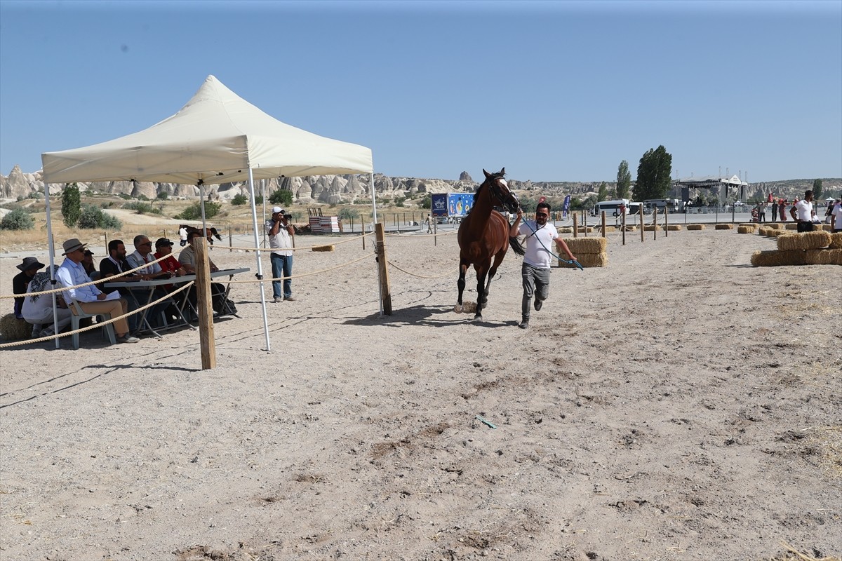 Nevşehir'de düzenlenen "Kapadokya At ve Atçılık Kültürü Festivali" kapsamında "At Güzellik...