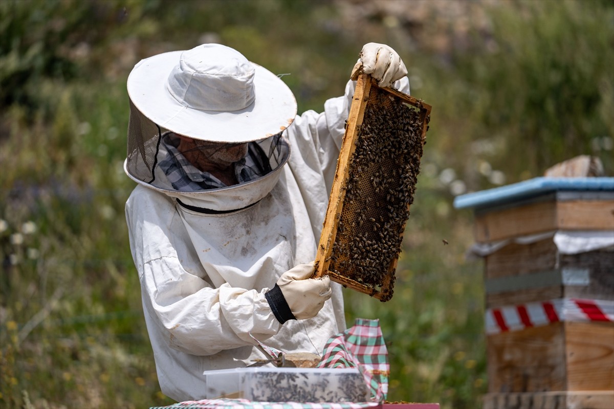 Rize-Erzurum arasında dolmuşçuluk yaparken bir yolcusunun hediye ettiği arı kovanıyla sektör...