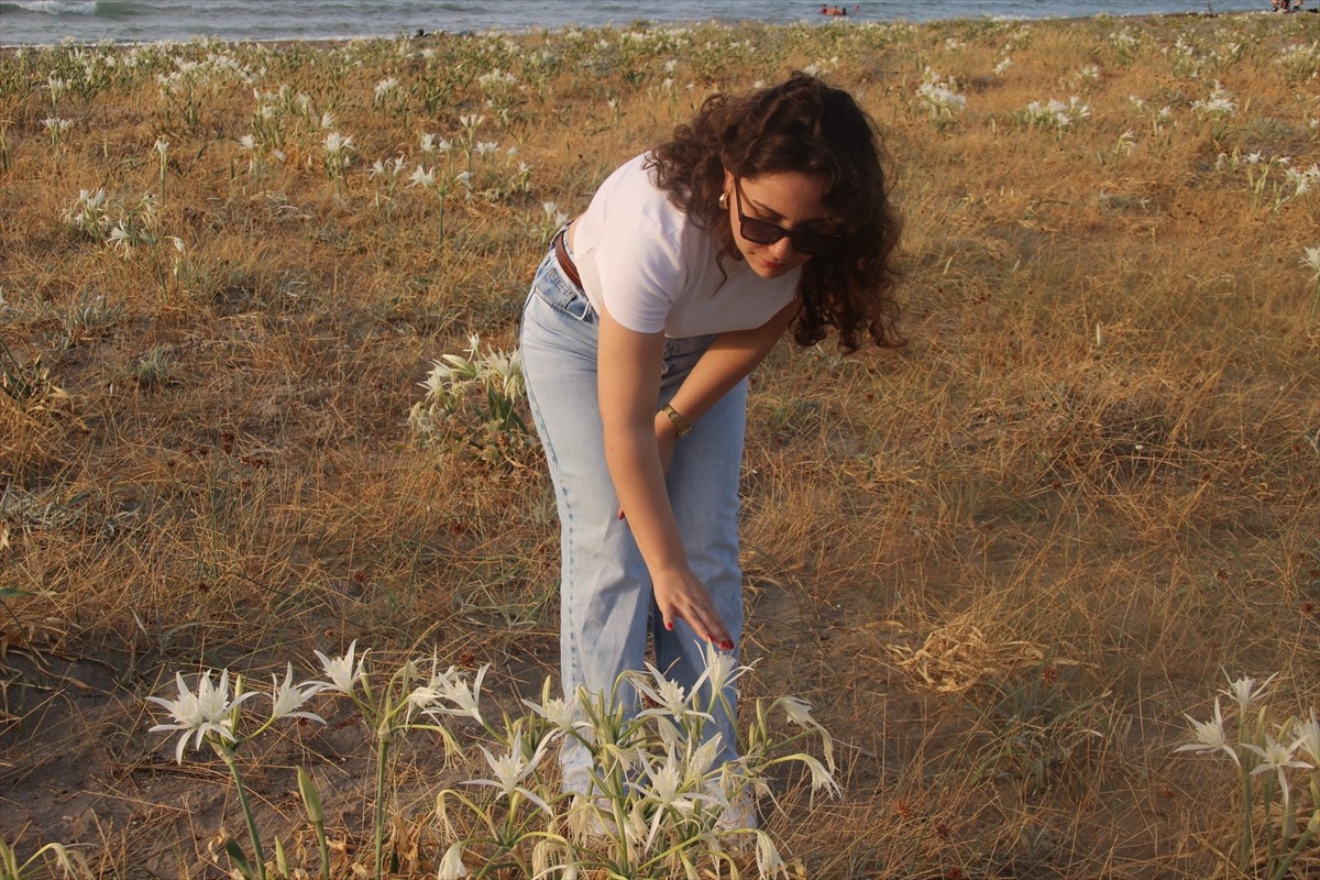 Samsun'un Alaçam ilçesindeki Geyikkoşan sahilinde açan kum zambakları, güzel görüntü...