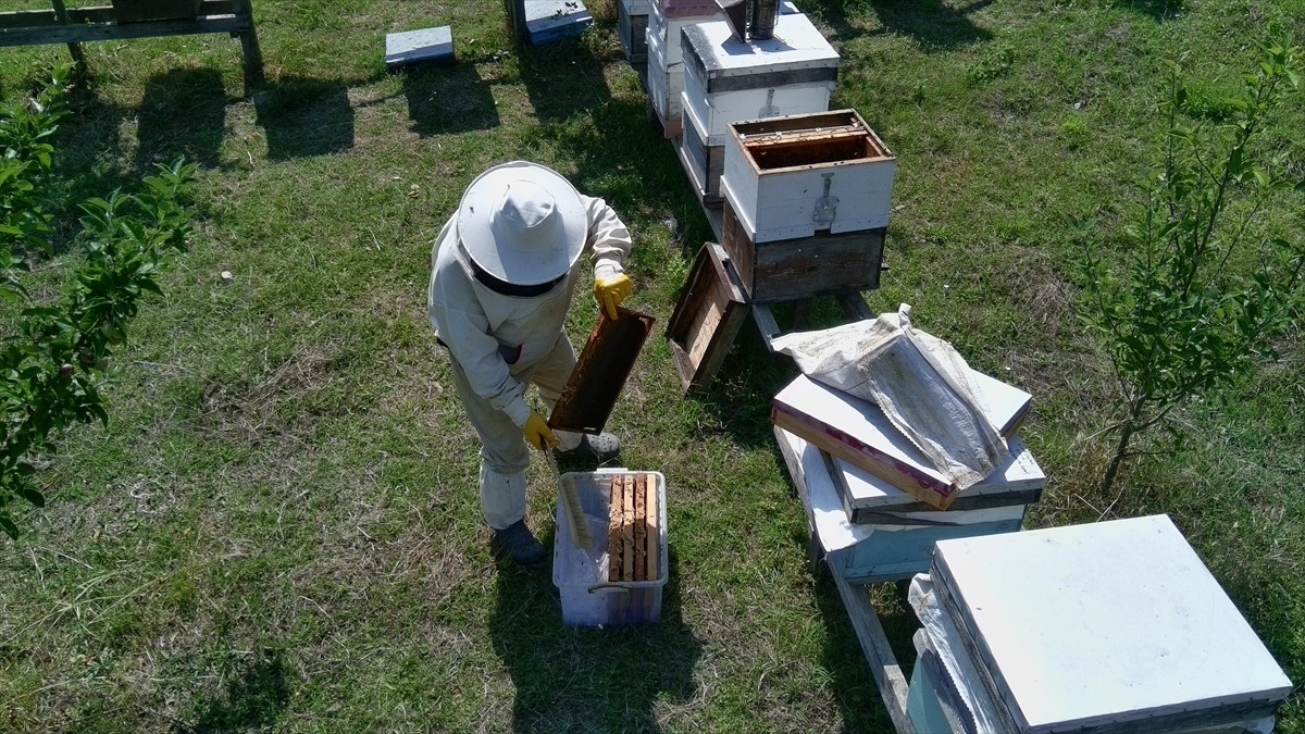 Sinop'ta gür kestane ormanlarında üretilen coğrafi işaret tescilli kestane balı, hasat sürecinin...