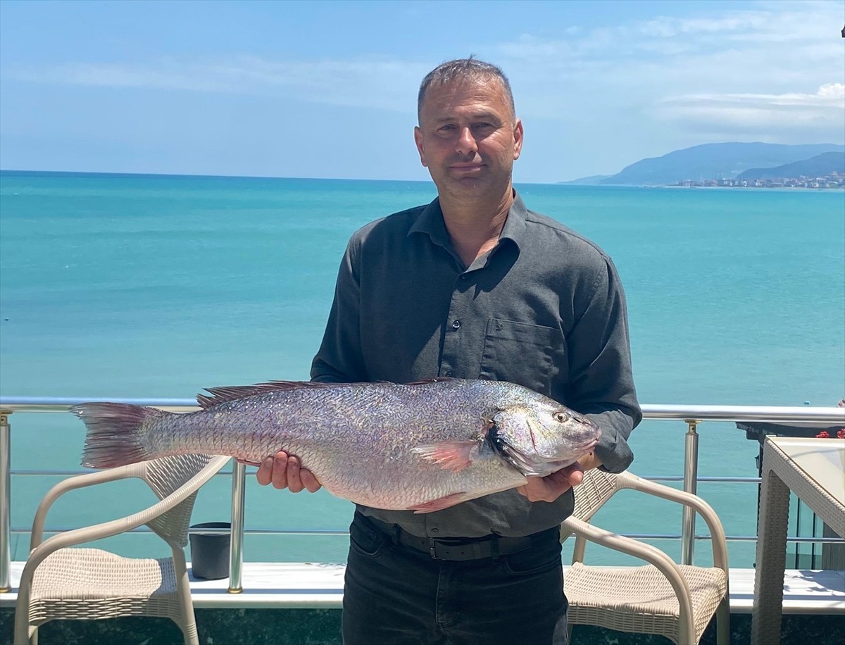Sinop'un Türkeli ilçesinde 6,5 kilogram ağırlığında beyaz kötek balığı yakalandı. 