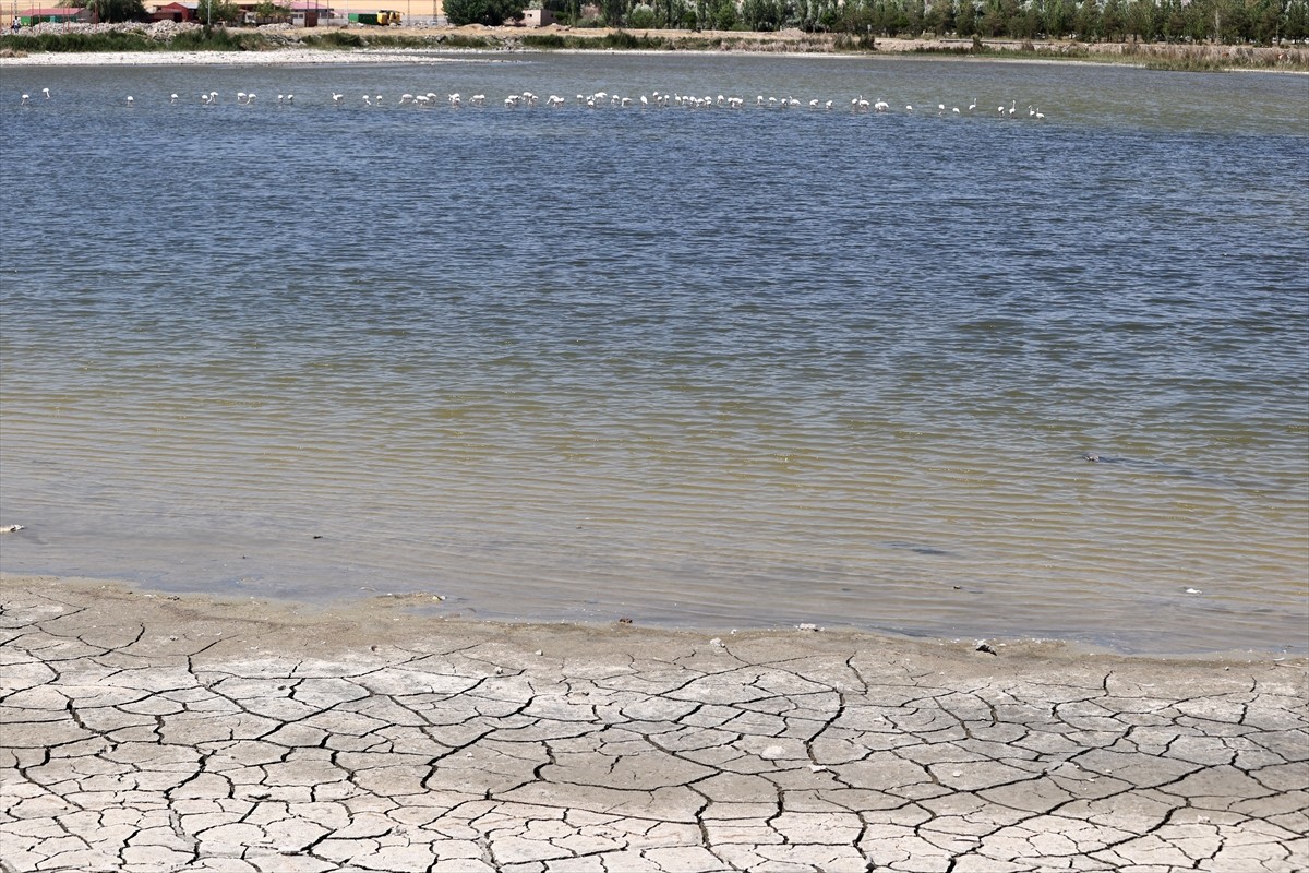 Sivas'ta 2016 yılında "Ulusal Öneme Haiz Sulak Alan" olarak tescil edilen Ulaş Gölü'nde, su...
