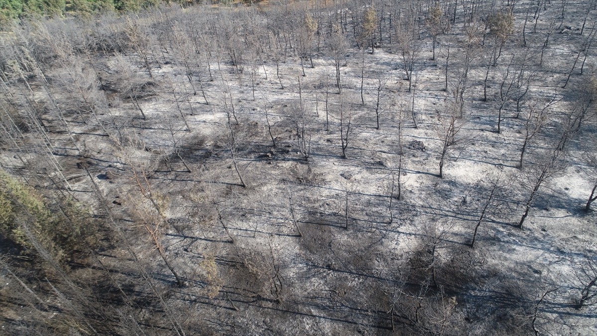 Tekirdağ'ın Şarköy ilçesinde çıkan ve Çanakkale'nin Gelibolu ilçesine sıçrayan orman yangınında...