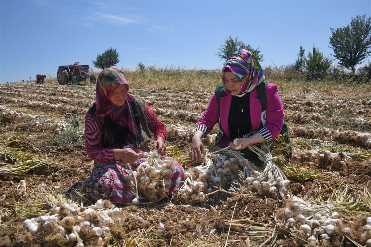 Yeşilay Kastamonu Şubesi üyeleri, Taşköprü ilçesinde sarımsak hasadı yapan kadınları ziyaret etti....