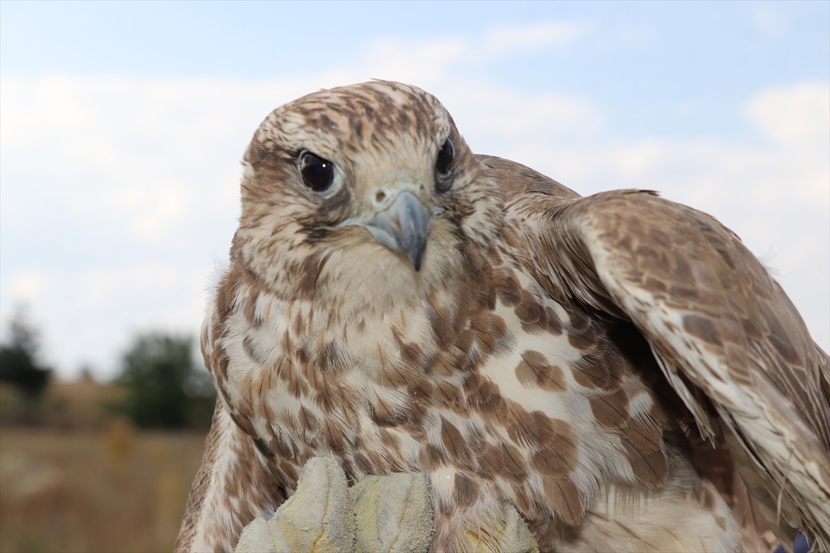  Yozgat'ın Sorgun ilçesinde bitkin halde bulunan ulu doğan, koruma altına alındı.