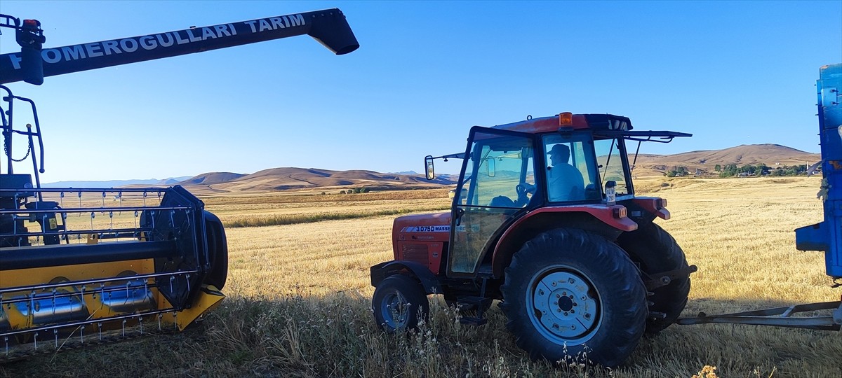 Ağrı'da, Organik Tarım Bölümü mezunu Mehmet Rıza Aksoy'un deneme amaçlı 10 dönümlük arazide ektiği...