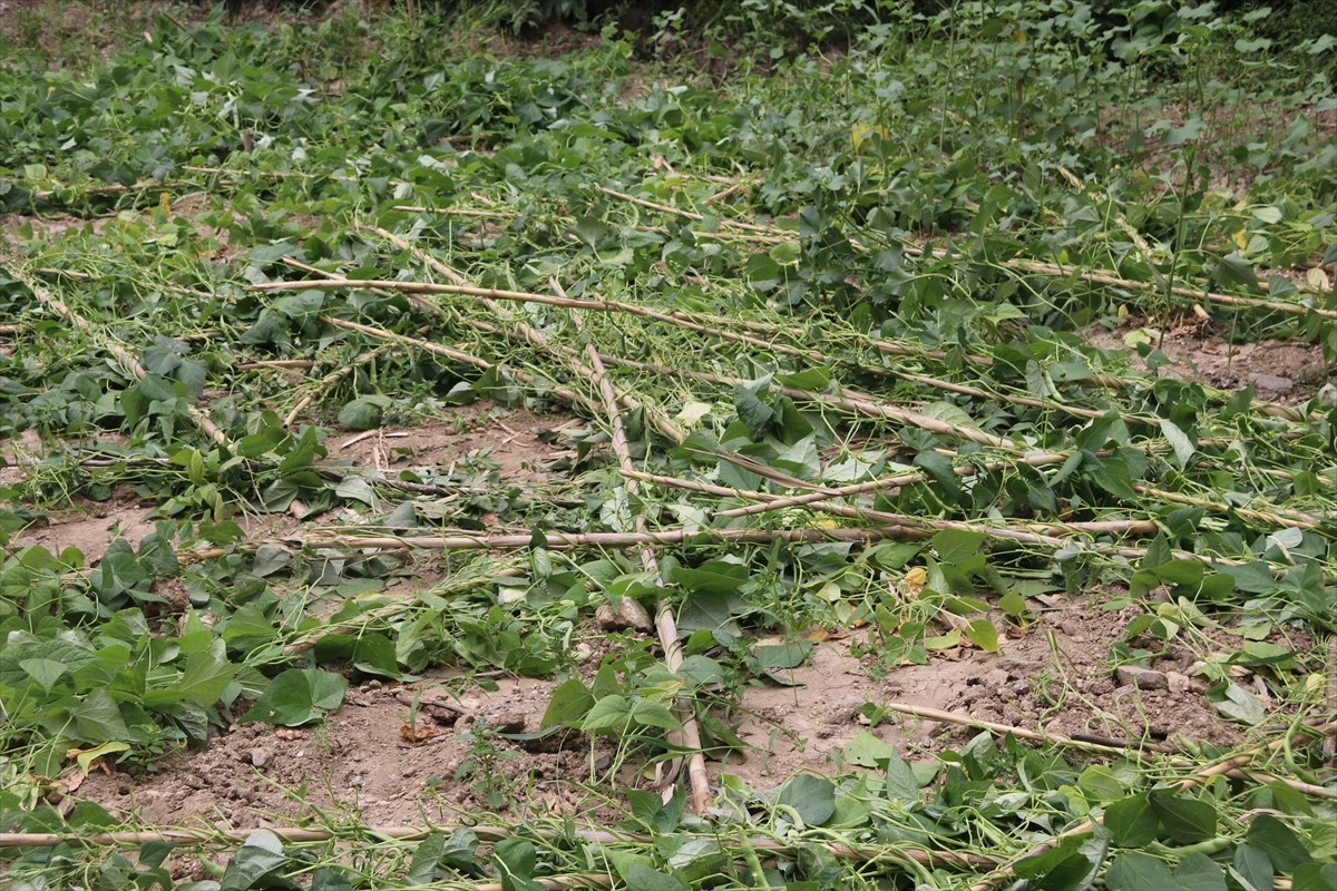 Amasya'nın Taşova ilçesinde fasulye bahçesine giren ayılar ürünlere zarar verdi.