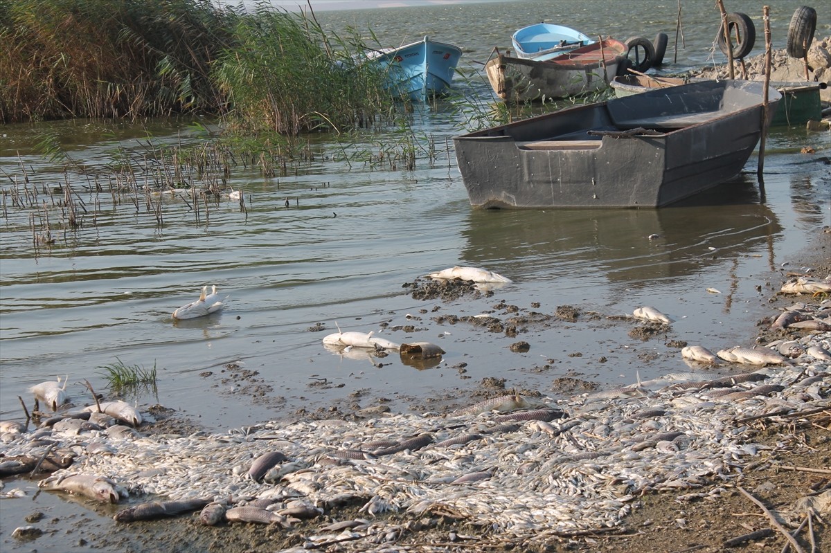 Balıkesir'in Manyas Gölü'ndeki balıkların ölümü üzerine gölden numune alındı.