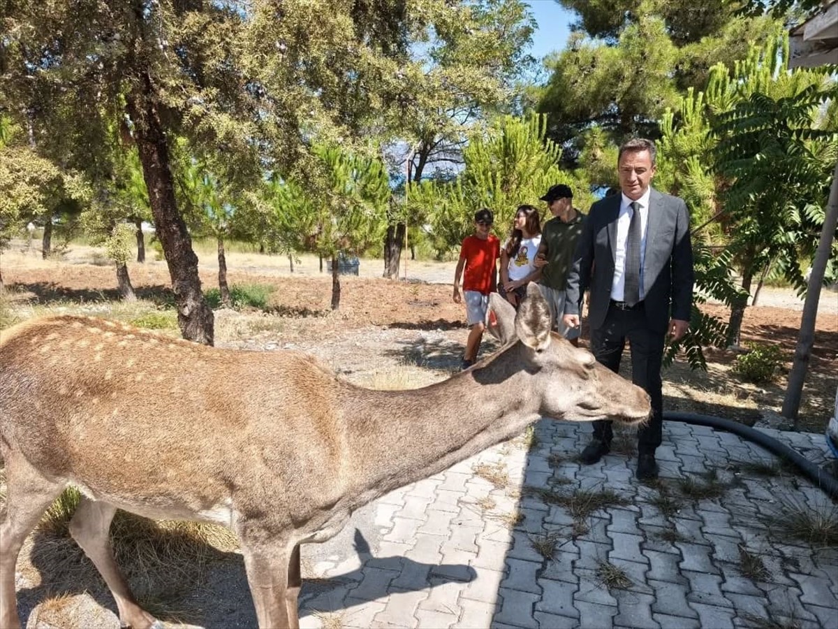 Burdur'un Yeşilova ilçesi Eşeler Dağı'na bırakılan geyiklerden biri, Salda Gölü'ne indi. Yeşilova...