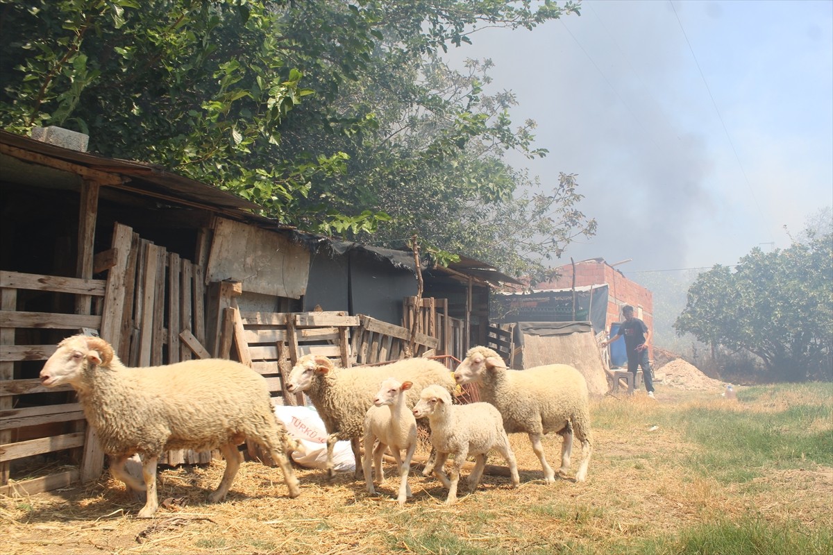 Çanakkale'de otluk alanda çıkan yangın havadan ve karadan müdahaleyle kontrol altına alındı....