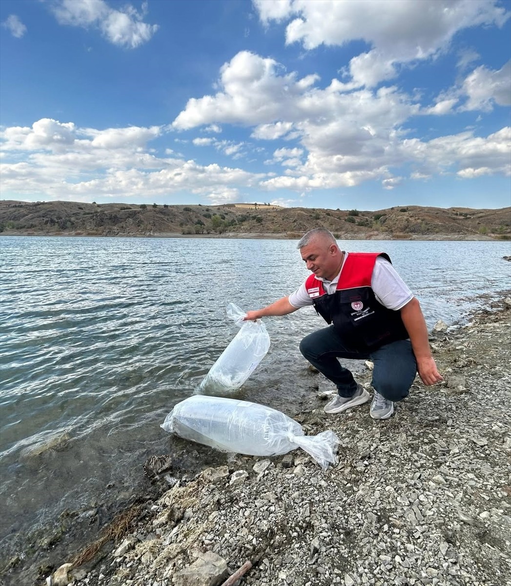 Çankırı genelinde 11 gölete 626 bin sazan yavrusu bırakıldı. Kentte sürdürülen "2025 Yılı Su...
