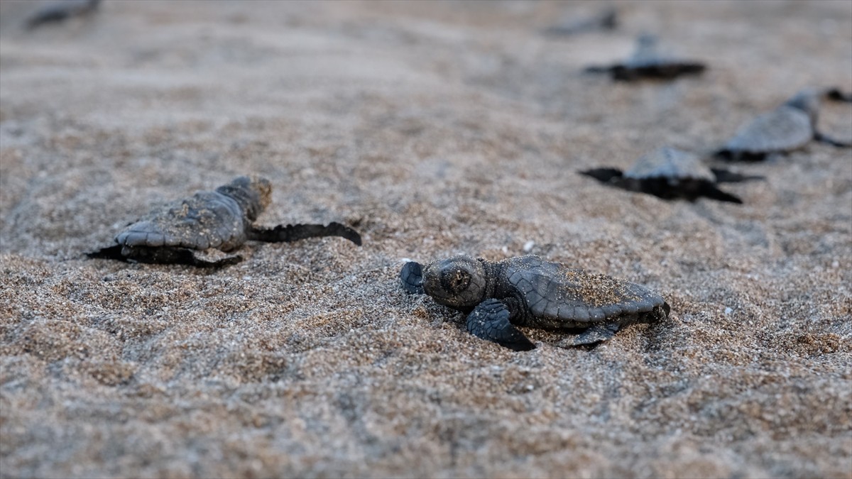 Çevre, Şehircilik ve İklim Değişikliği Bakanı Murat Kurum, Özel Çevre Koruma Bölgeleri (ÖÇK)...
