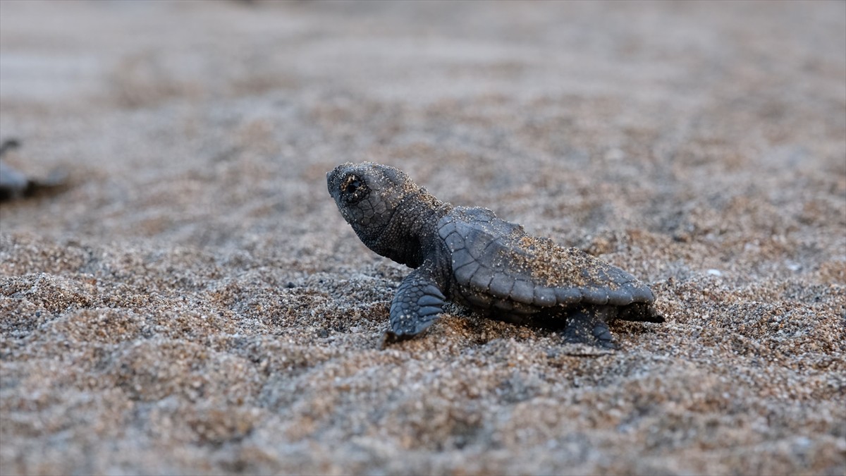 Çevre, Şehircilik ve İklim Değişikliği Bakanı Murat Kurum, Özel Çevre Koruma Bölgeleri (ÖÇK)...