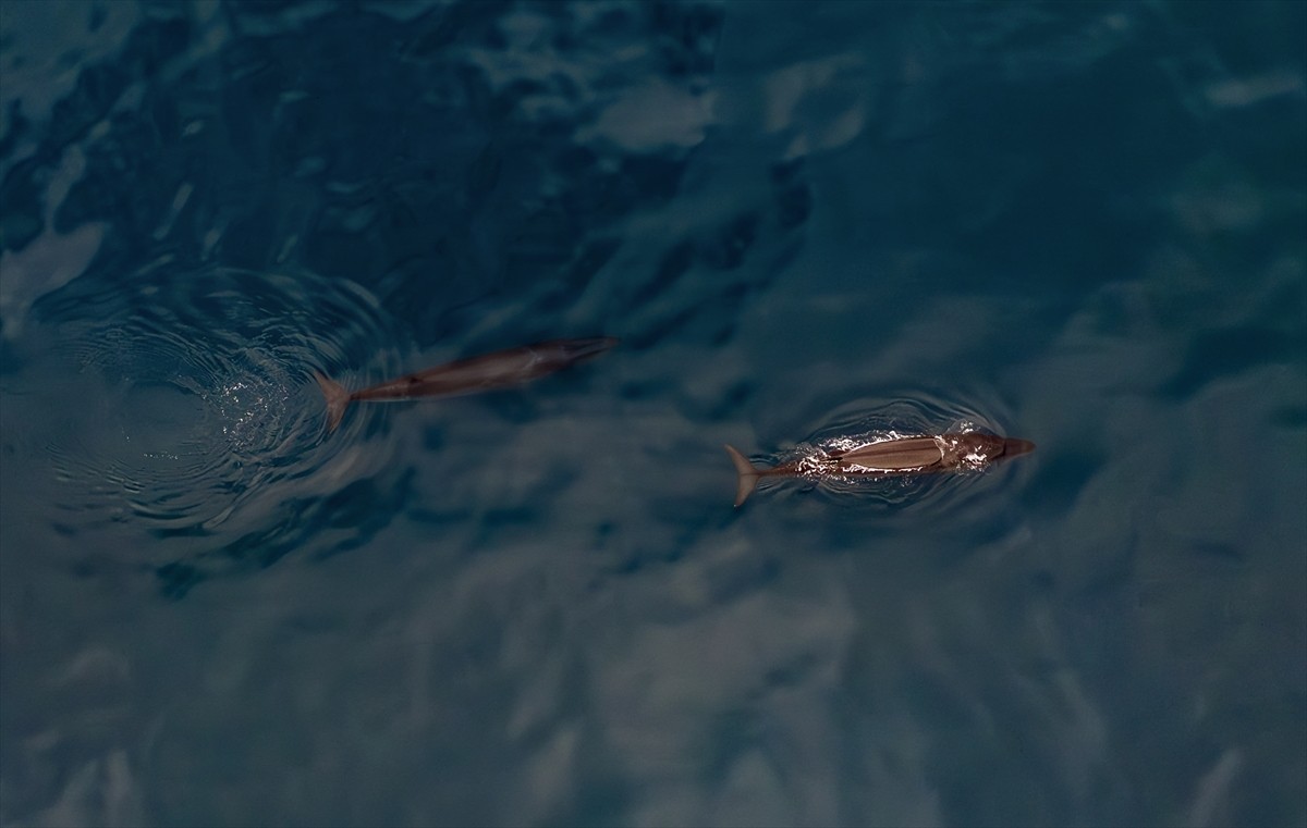 Cumhurbaşkanlığı himayelerinde, Sanayi ve Teknoloji Bakanlığı sorumluluğunda ve TÜBİTAK MAM Kutup...