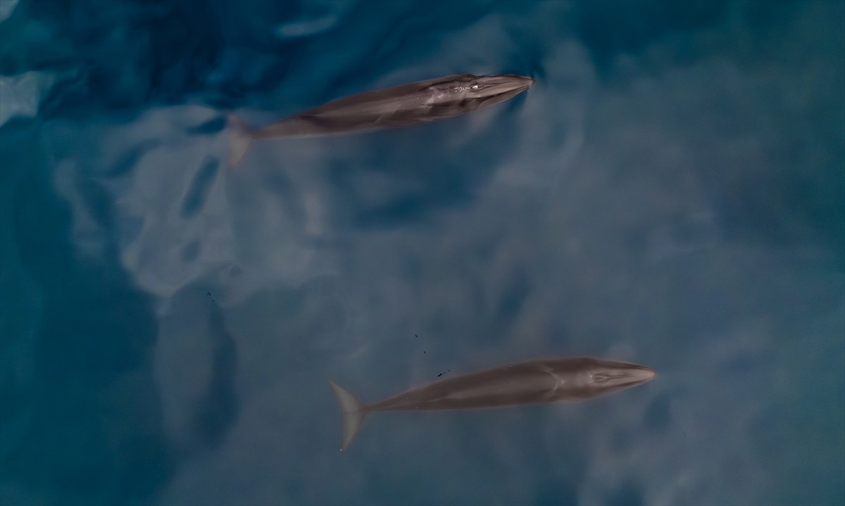 Cumhurbaşkanlığı himayelerinde, Sanayi ve Teknoloji Bakanlığı sorumluluğunda ve TÜBİTAK MAM Kutup...