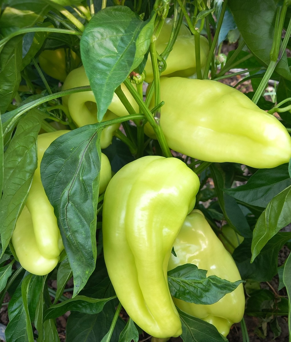 Denizli'de Kale ilçesinin coğrafi işaret tescilli ürünleri arasında yer alan Kale biberi hasat...