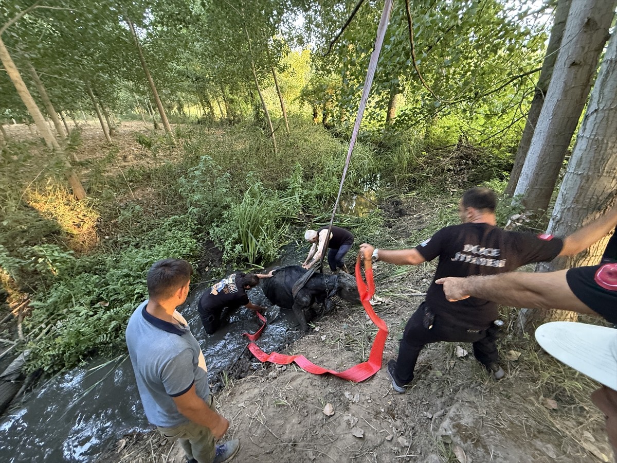Düzce'de bataklığa saplanan inek itfaiye ekiplerinin yardımıyla kurtarıldı. Ekipler, bir süre...