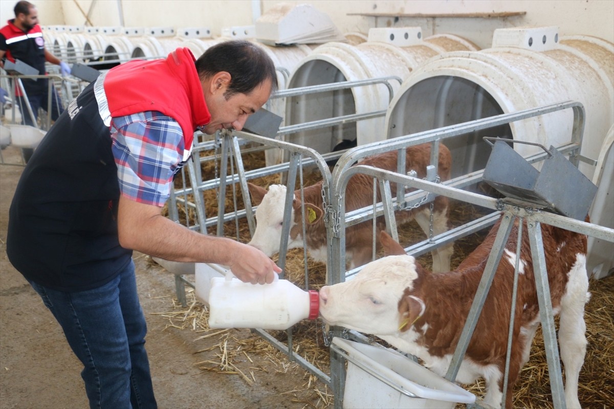 Erzincan’da şap hastalığıyla mücadele için yürütülen çalışmalar kapsamında uygulanan yoğun aşı...
