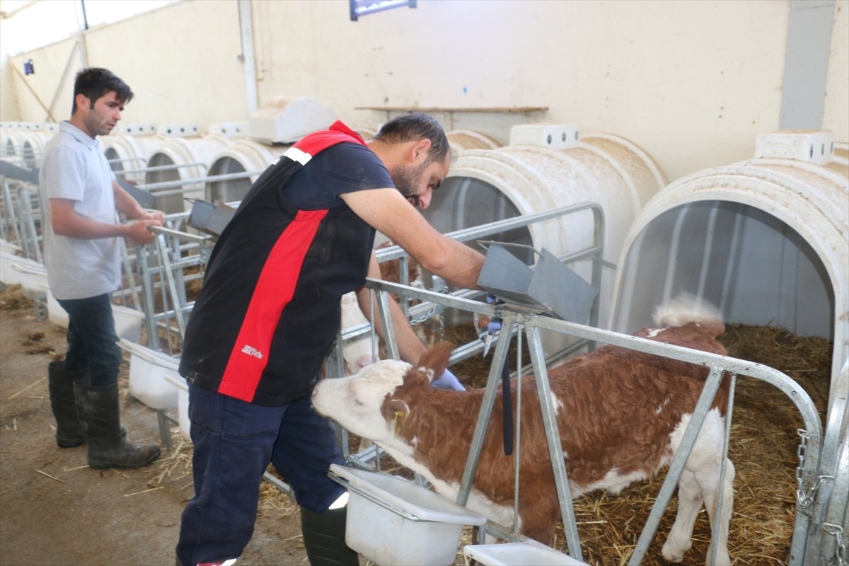 Erzincan’da şap hastalığıyla mücadele için yürütülen çalışmalar kapsamında uygulanan yoğun aşı...