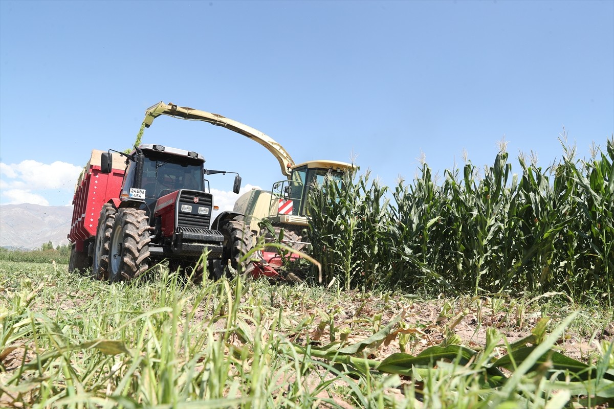 Erzincan Ovası'nın bereketli topraklarında üretimi her yıl artan silajlık mısır, hayvancılığı...