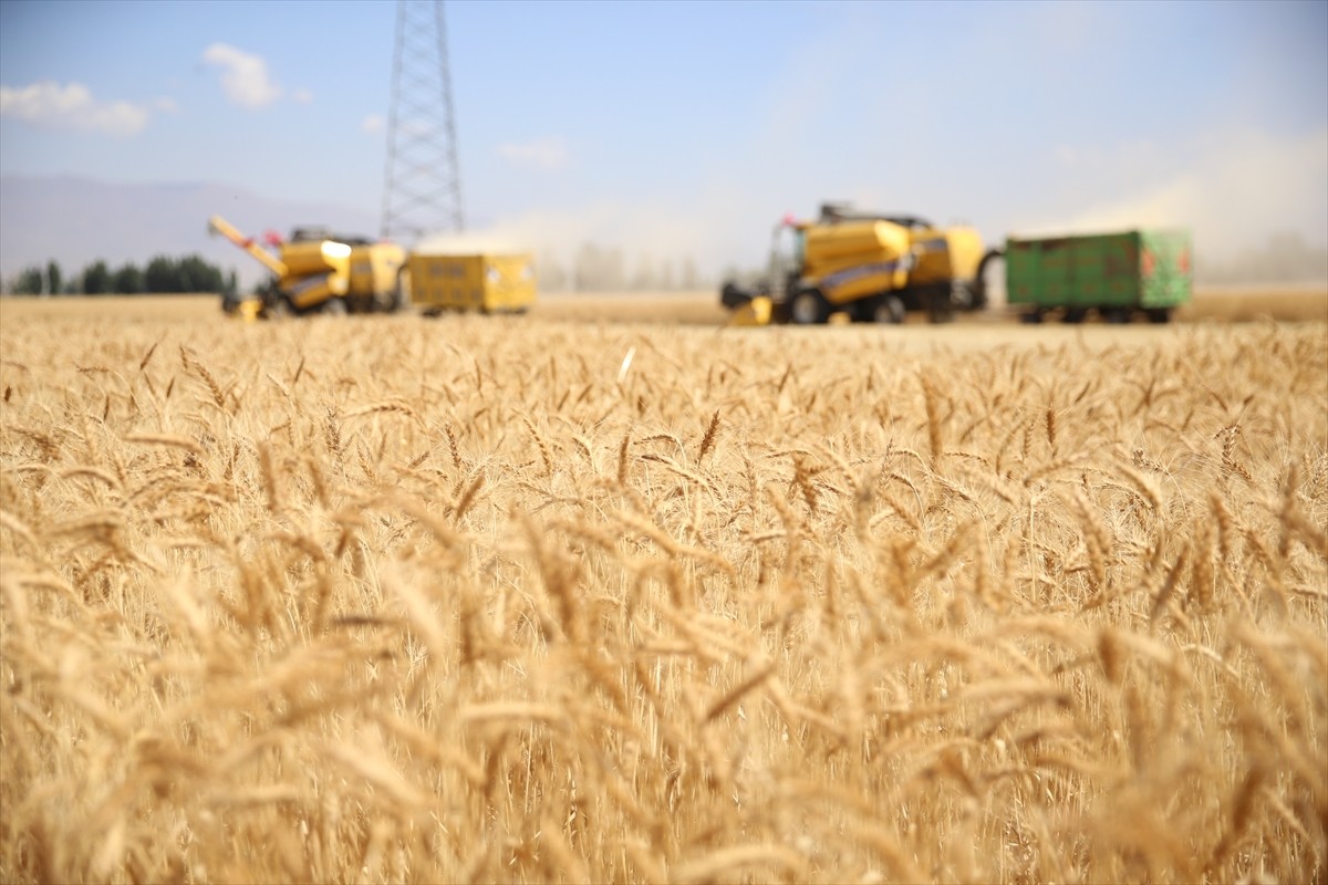 Erzurum'da Atatürk Üniversitesine ait tarlada kurak hava ve kış şartlarına dayanıklı tescilli...