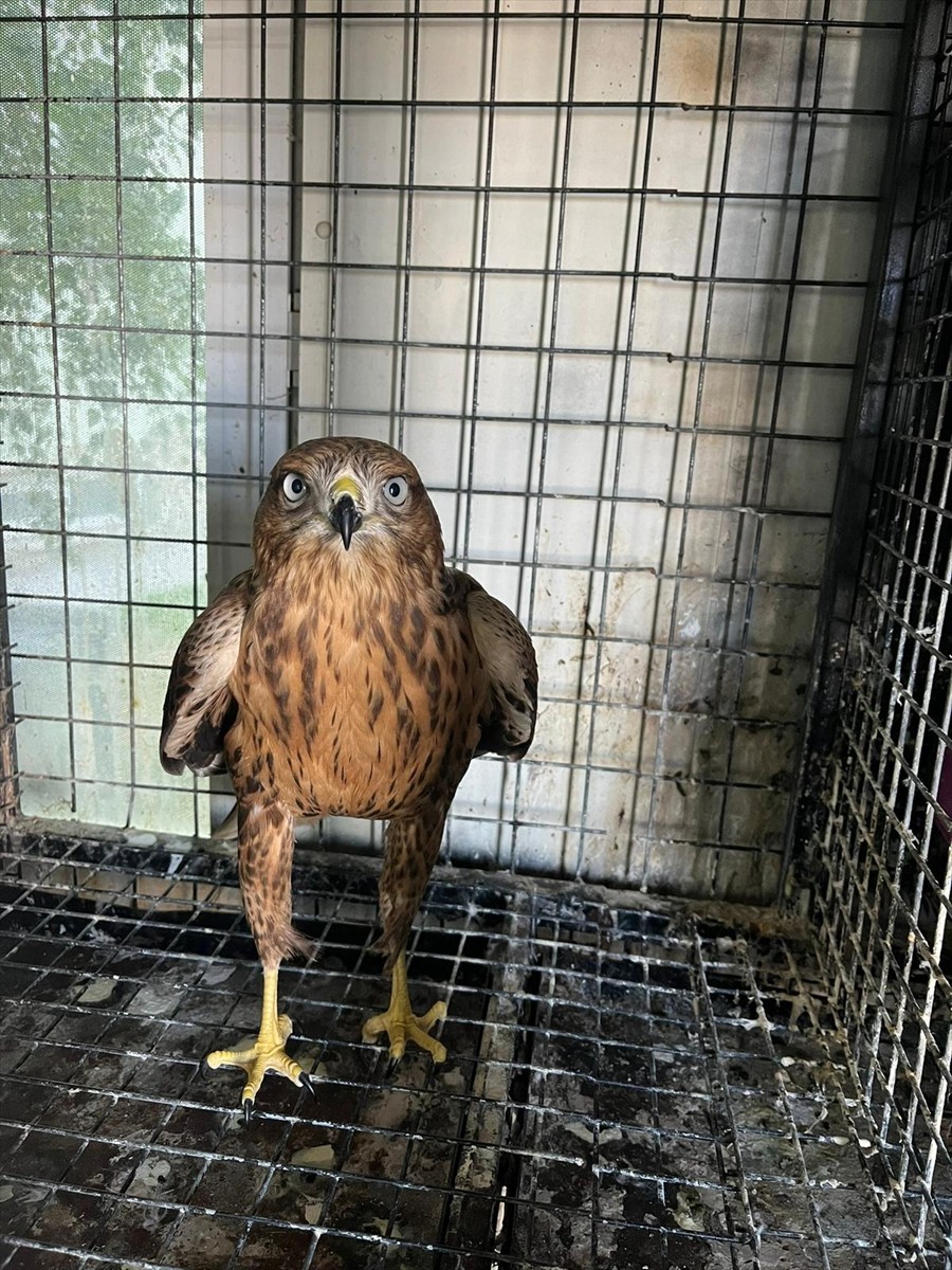 Erzurum'da bitkin halde bulunan kızıl şahin, Doğa Koruma ve Milli Parklar (DKMP) Erzurum Şube...