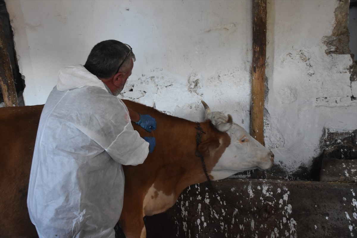  Gümüşhane Tarım ve Orman Müdürlüğü ekiplerince il genelinde şap hastalığıyla mücadele kapsamında...