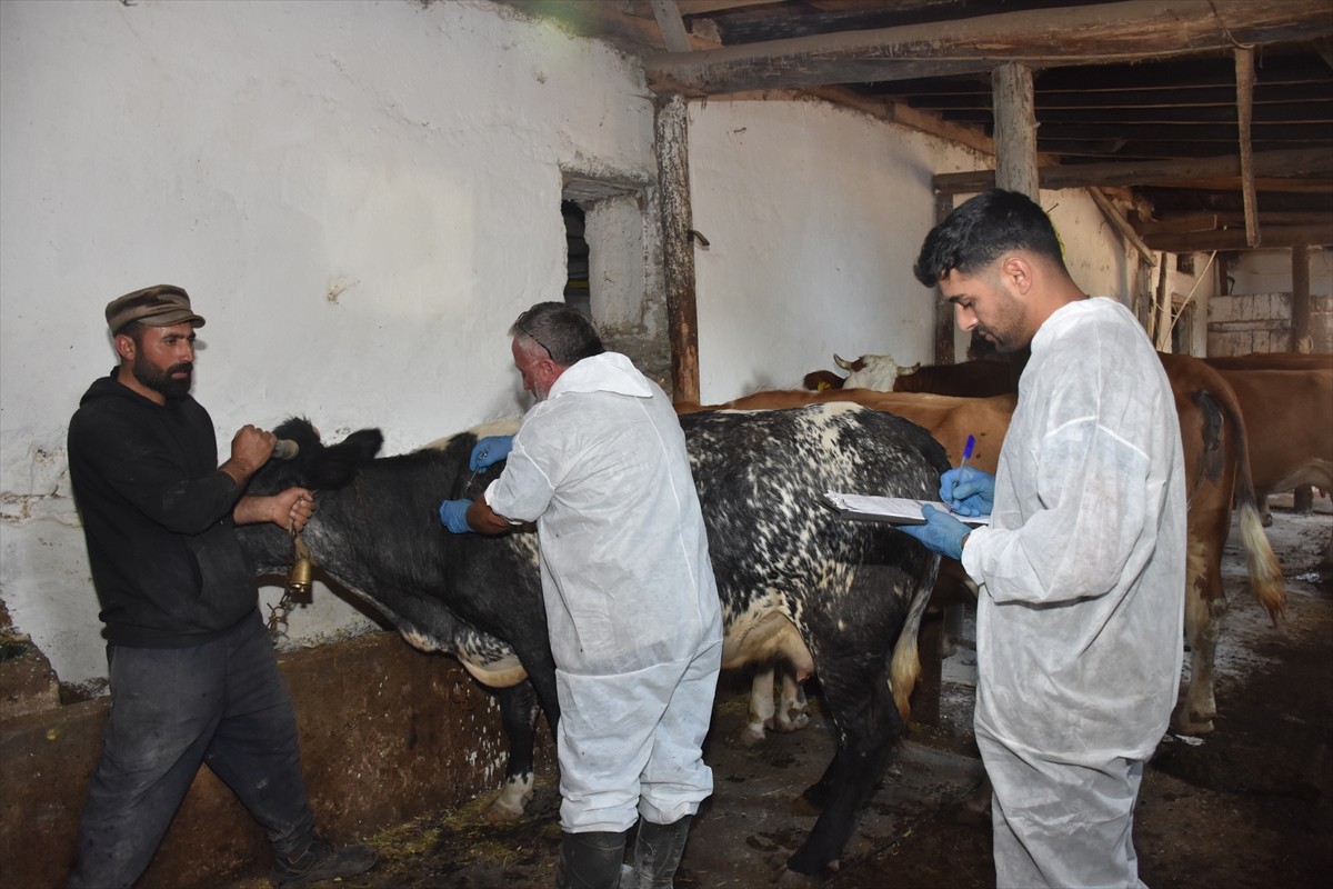  Gümüşhane Tarım ve Orman Müdürlüğü ekiplerince il genelinde şap hastalığıyla mücadele kapsamında...