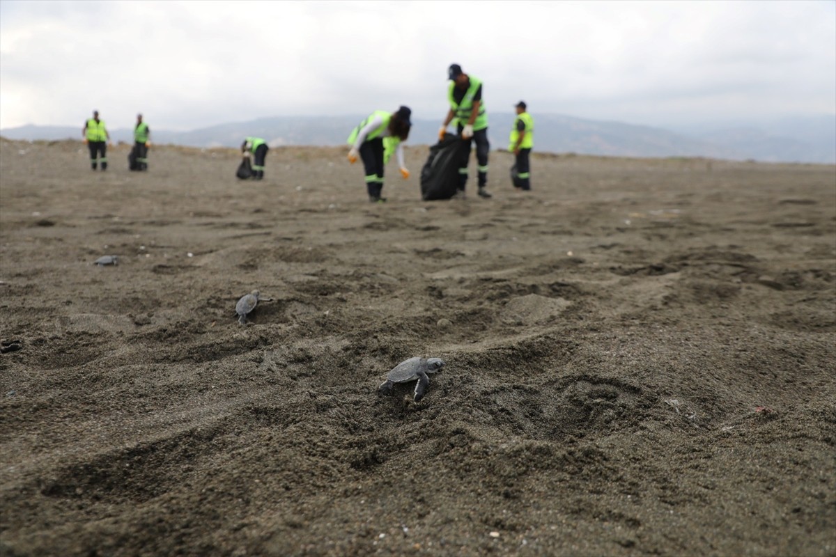 Hatay Büyükşehir Belediyesi ekipleri, yuvalarından çıkmaya başlayan deniz kaplumbağalarının denize...