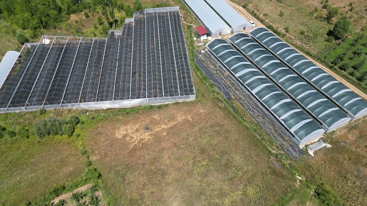 Isparta’nın Aksu ilçesinde üretim alanı genişleyen ahududu hasadı gerçekleştiriliyor. Isparta’da...