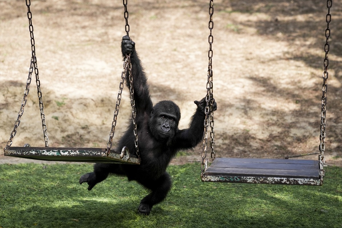 İstanbul Havalimanı'nda geçen yıl Nijerya'dan Tayland'a transit gidecek bir kargonun içinde...