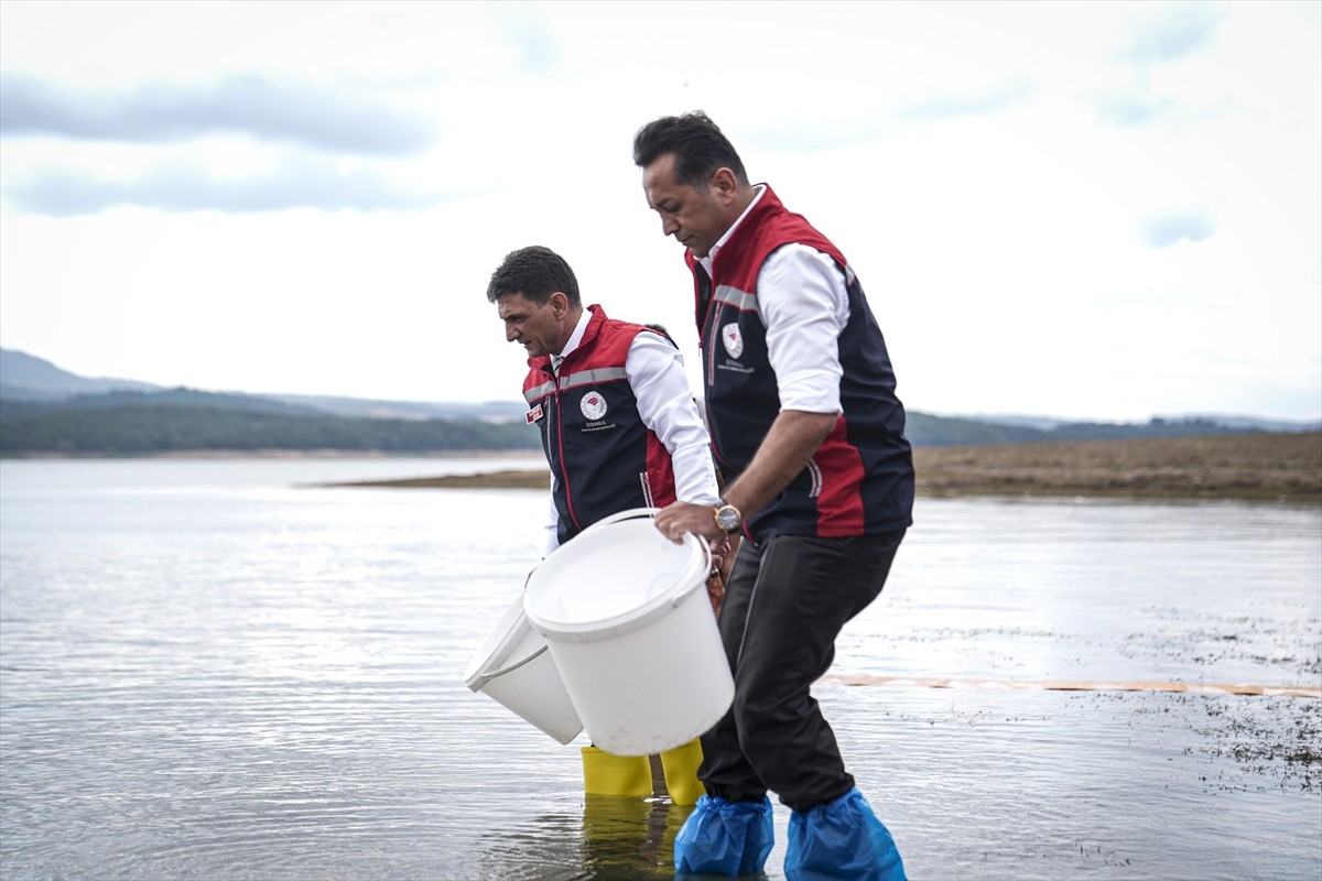 İstanbul İl Tarım ve Orman Müdürlüğü tarafından 9 ilçedeki 23 gölete toplam 3 milyon 700 bin sazan...