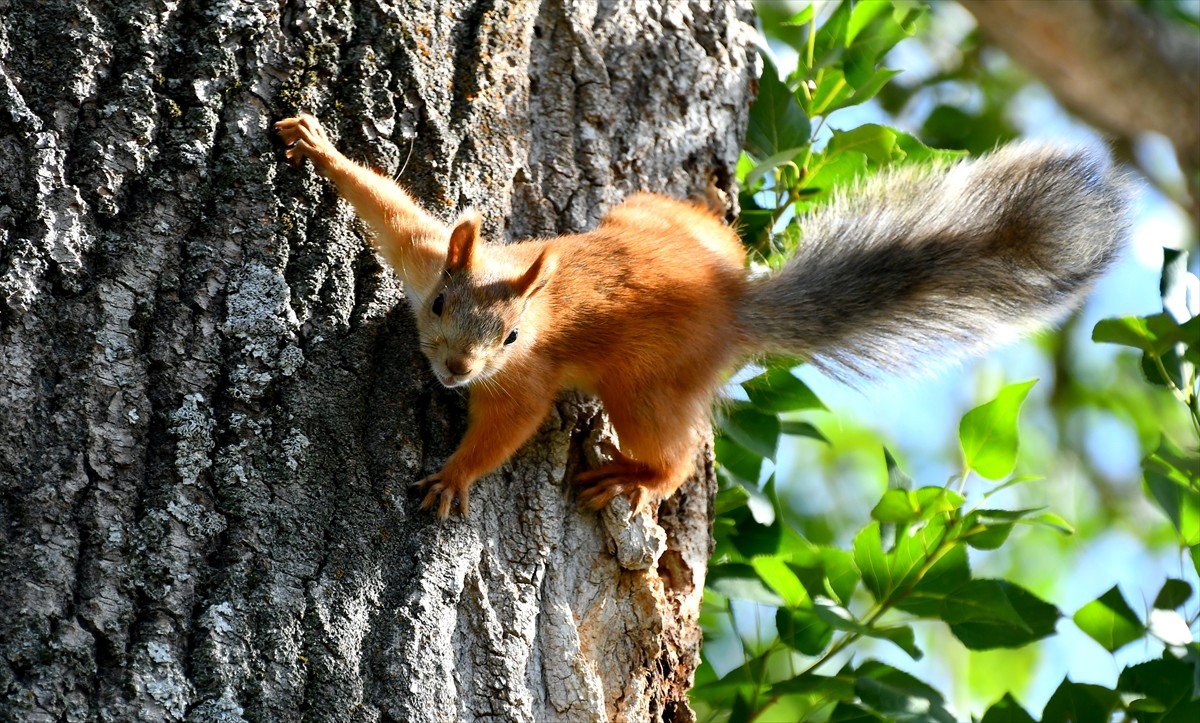 Kars'ın Sarıkamış ilçesi İnönü Mahallesi'ndeki Harun Hayali Millet Bahçesi'nde kızıl sincapların...
