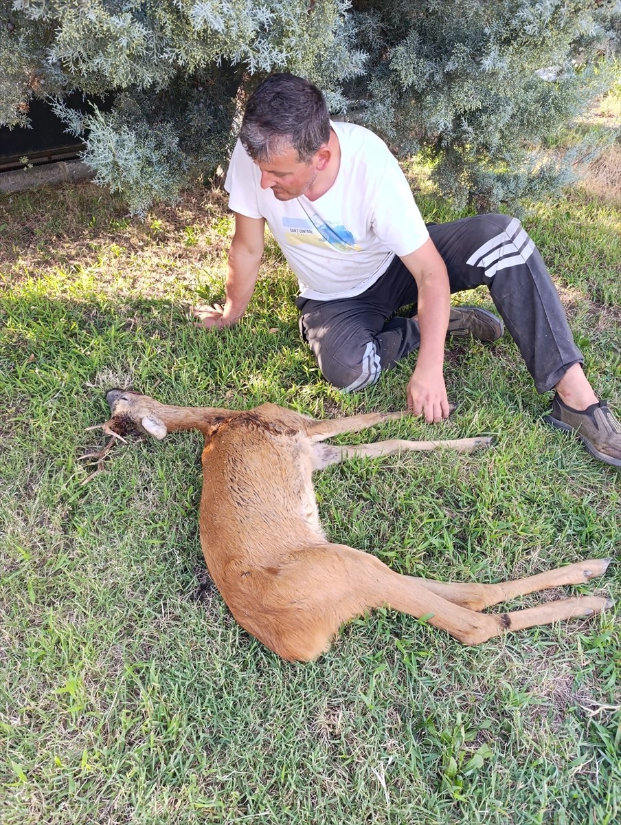 Kırklareli'nde ormanlık alanda yaralı halde bulunan karaca tedavi altına alındı.