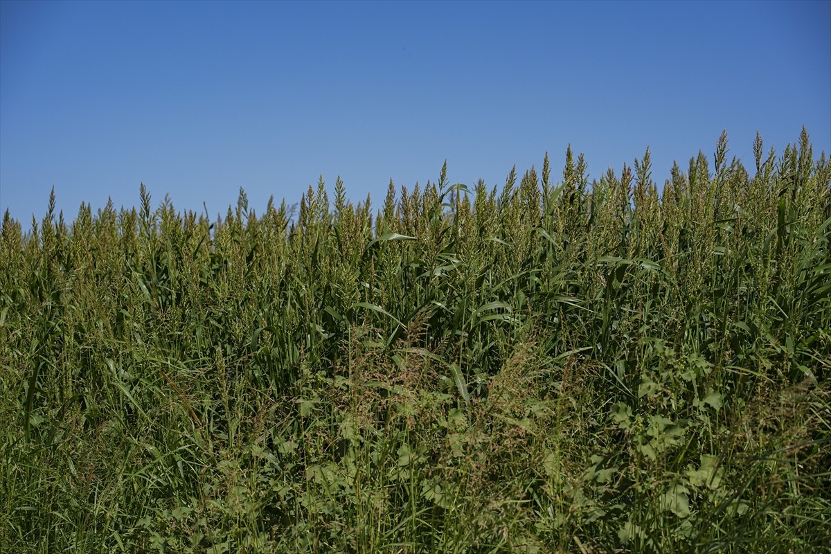 Kuraklık nedeniyle İzmir'de tarımsal sulama kaynaklarının azalması besicileri de etkiliyor....