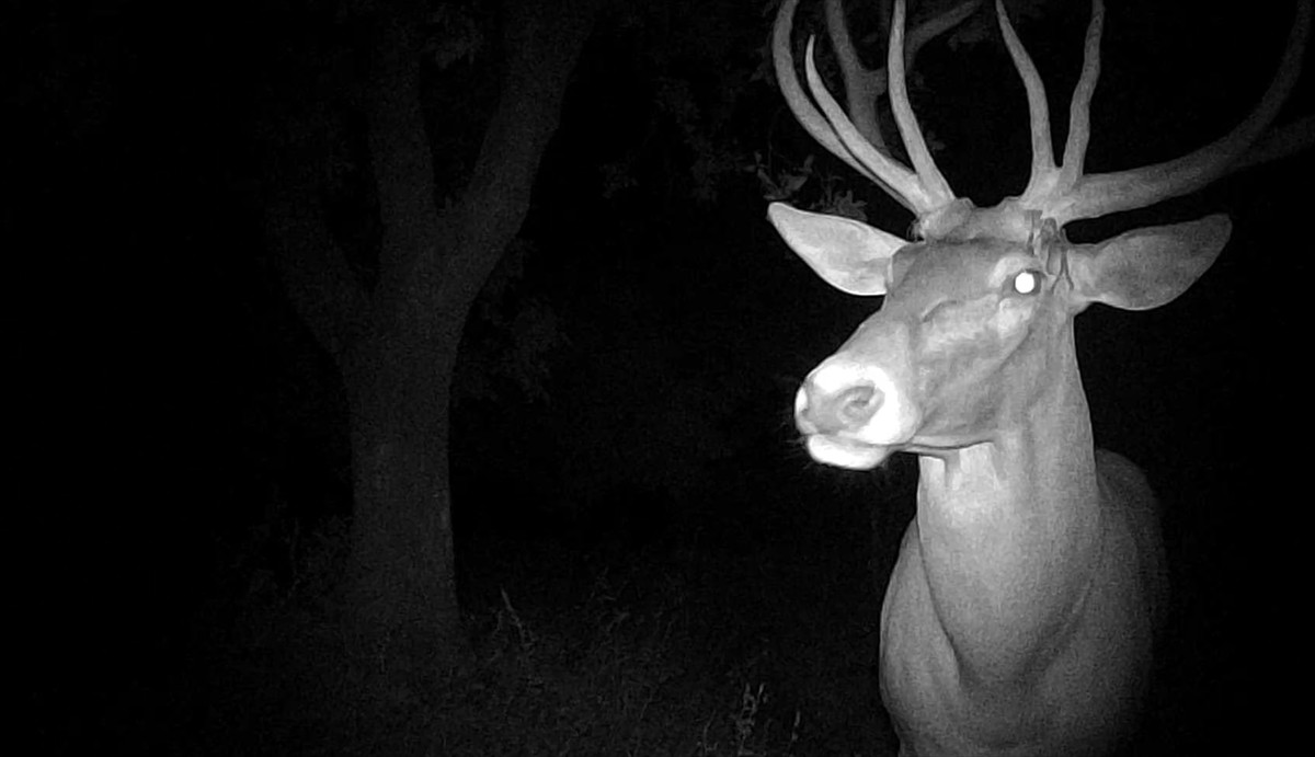Kütahya'nın Tavşanlı ilçesinde girdiği hobi bahçesindeki meyve ağaçlarına zarar veren kızıl geyik...