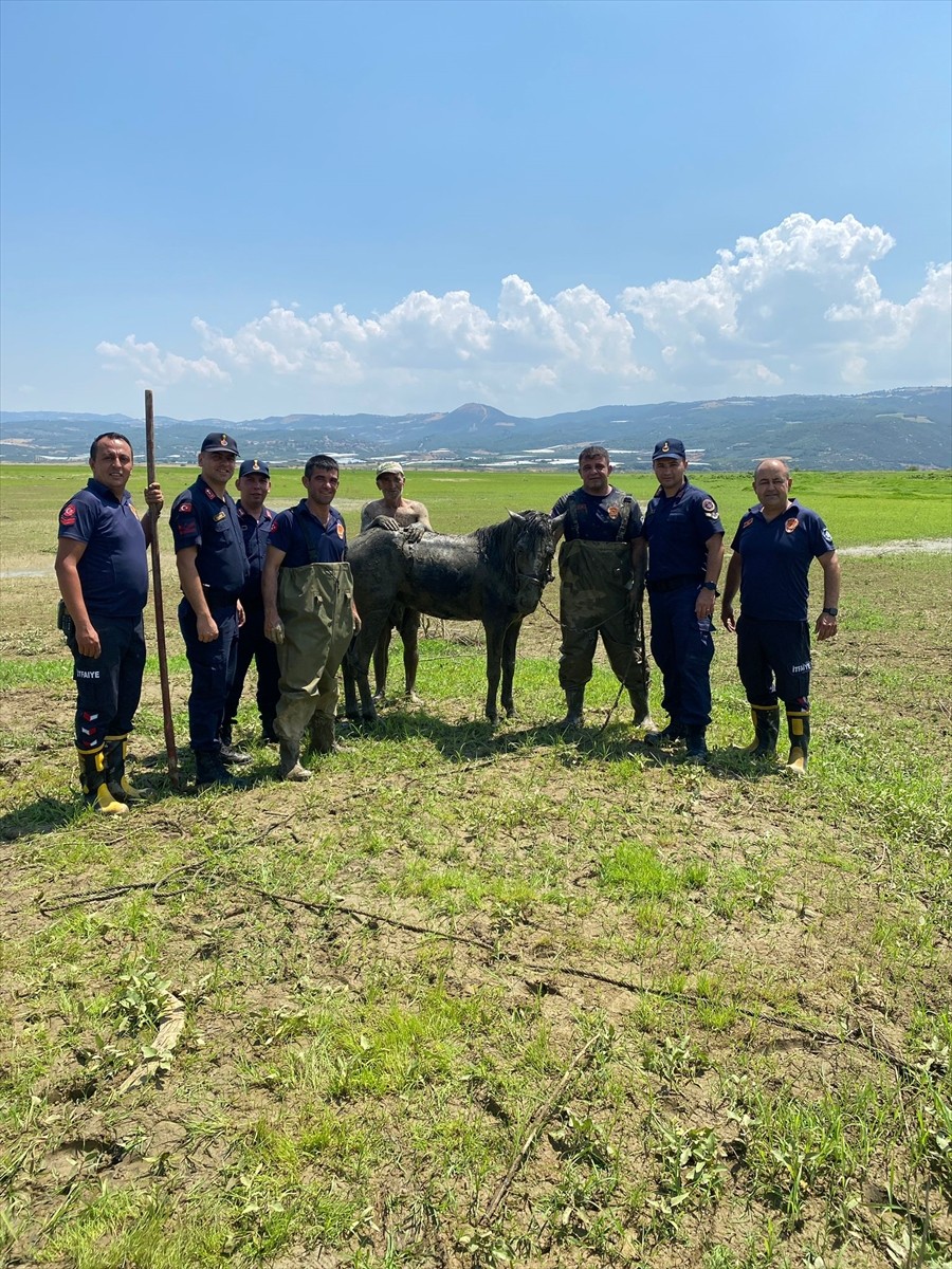 Manisa'nın Alaşehir ilçesinde bataklığa saplanan katırlarını kurtarmak isterken mahsur kalan kişi...