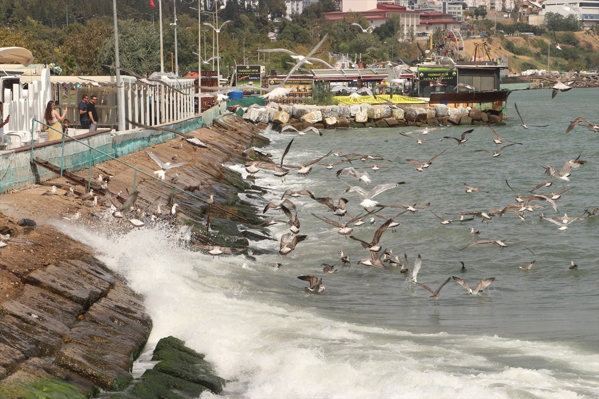 Marmara Denizi'nde etkili olan poyraz, Tekirdağ'da deniz ulaşımında aksamalara neden oluyor.