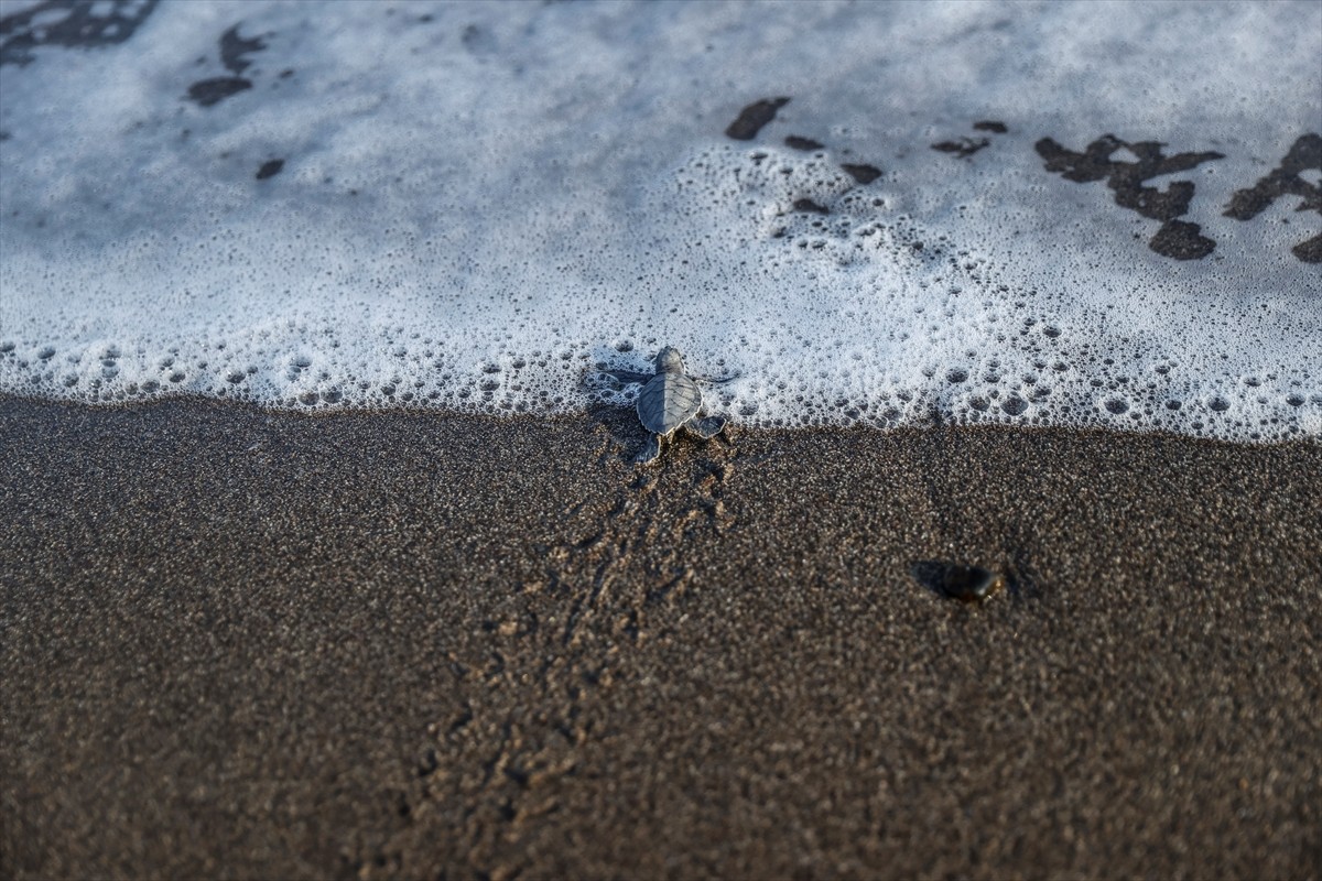 Mersin'in Mezitli ilçesinde yumurtalarından çıkan yeşil deniz kaplumbağası yavruları denizle...