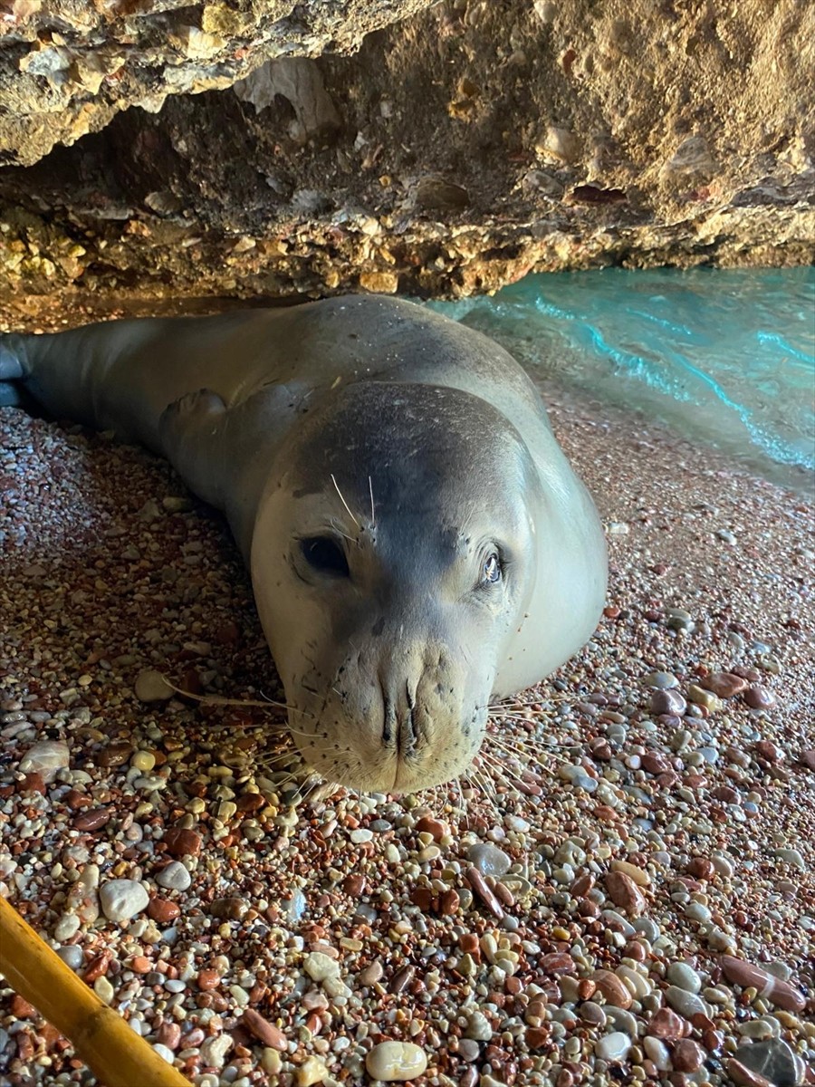 Muğla'nın Datça ilçesinde sahilde dinlenen fok, vatandaşların ilgisini çekti.