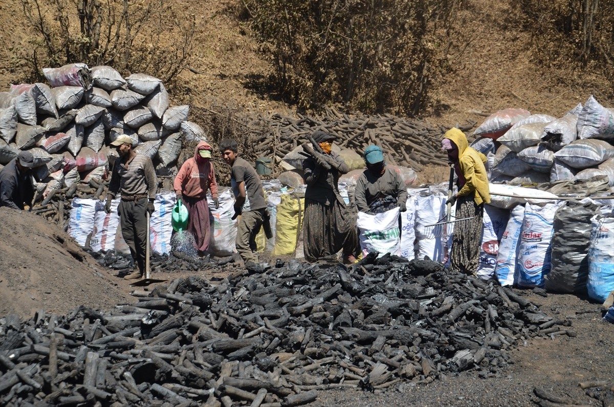Muş'ta mangal kömürü üreten işçiler, bunaltıcı sıcakta ateş karşısında alın teri döküyor....