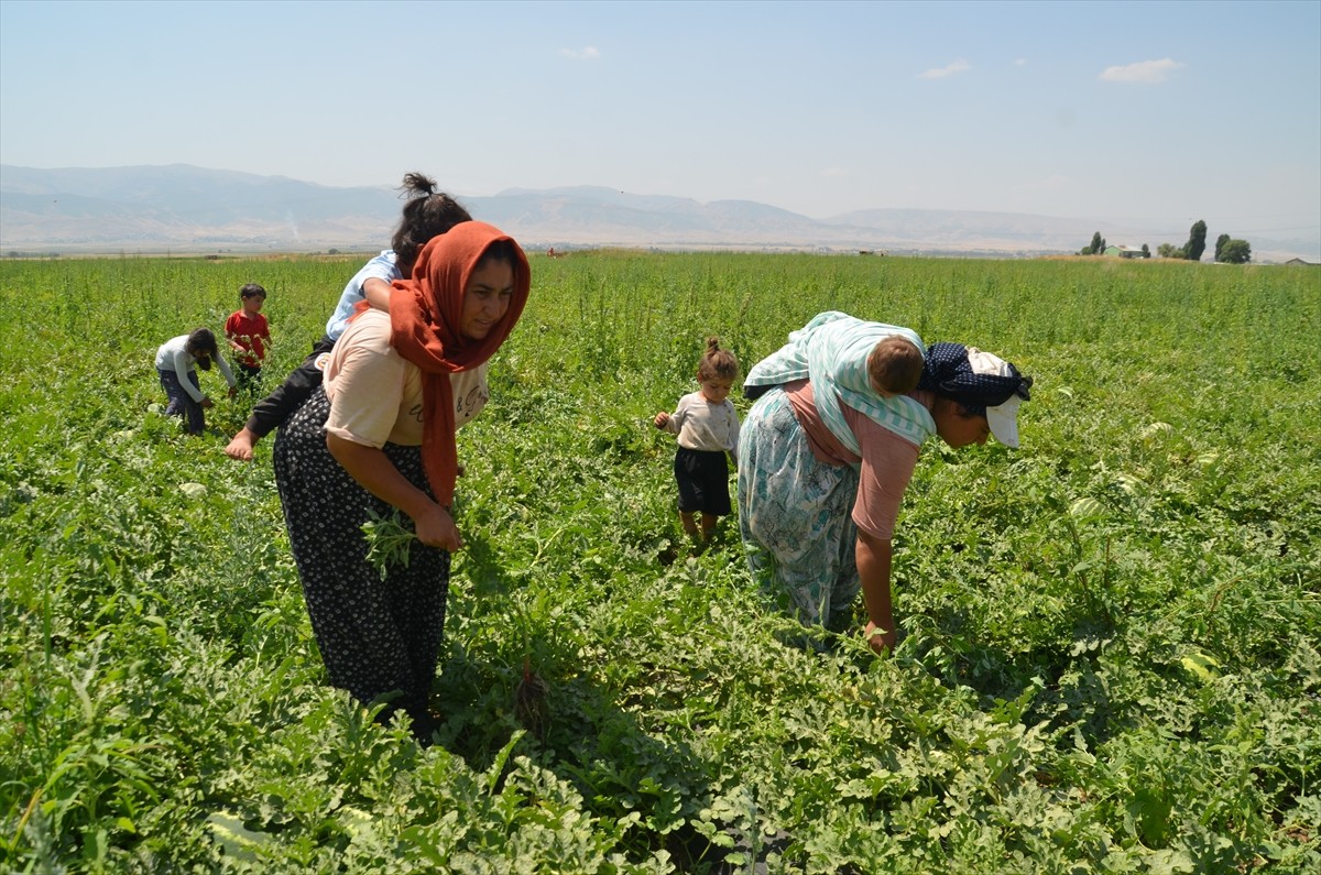 Muş Ovası'nda karpuz hasadı yapan kadın tarım işçileri, sıcak havada sürdürdükleri zorlu...