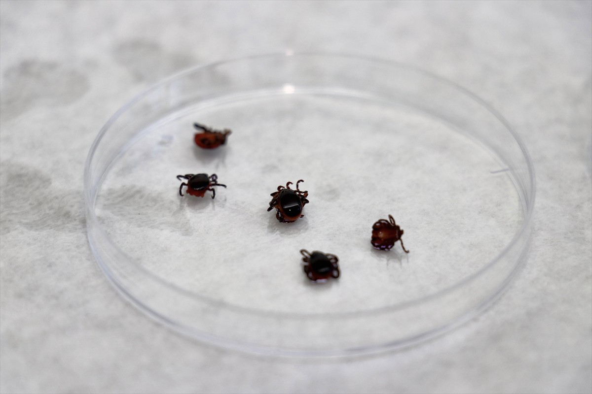 Ondokuz Mayıs Üniversitesi (OMÜ) Veteriner Fakültesinde yürütülen çalışma ile kenelerin hangi...