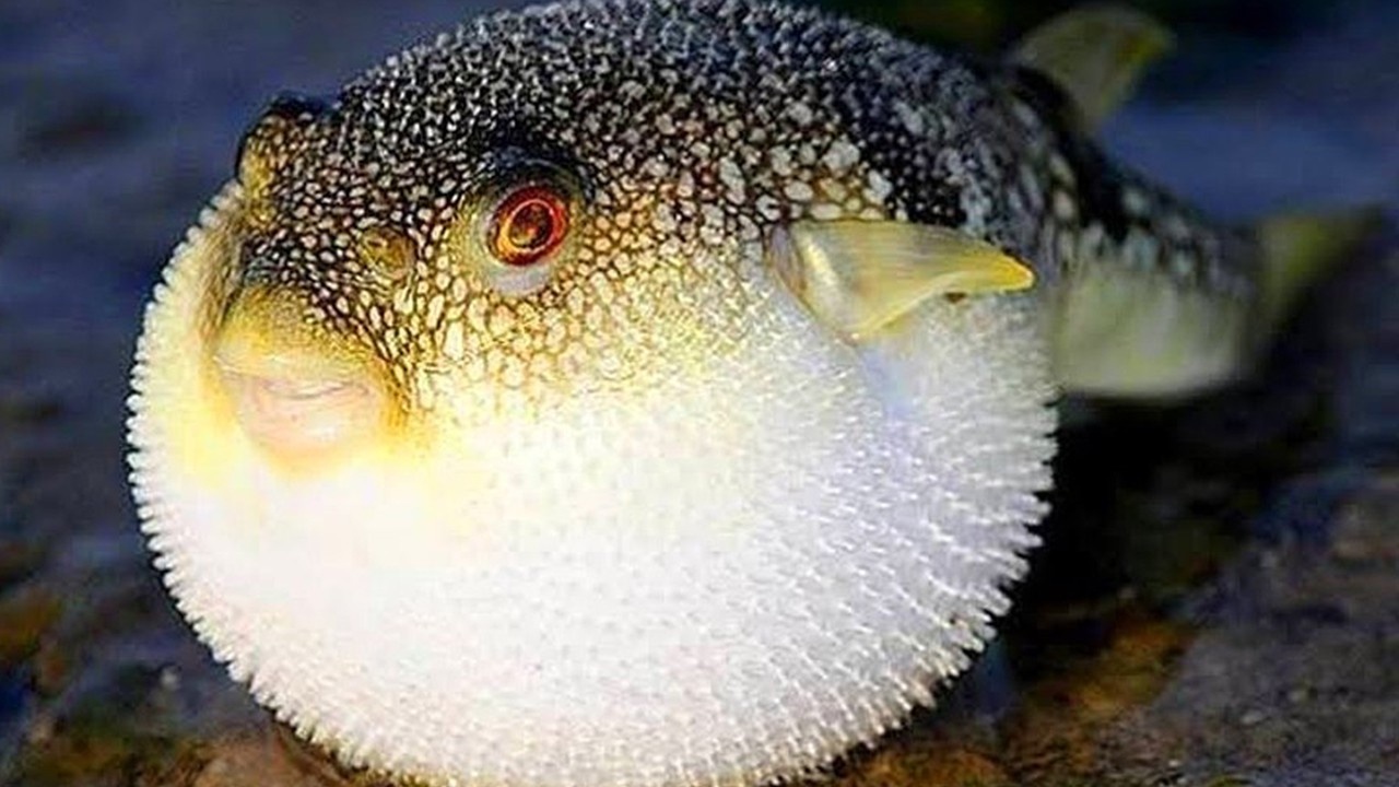 Resmi Gazete'de Ödeme Artışı: Her Adet 35 TL Oldu