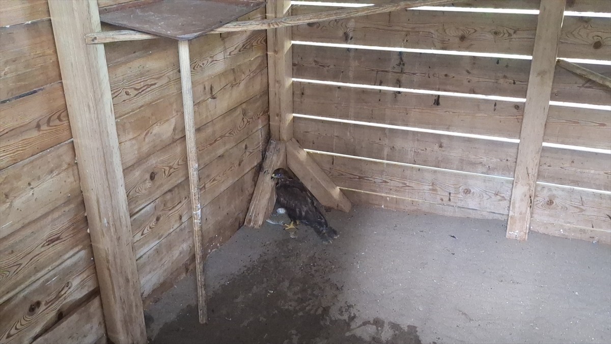 Samsun'da bulunan yaralı bozkır şahini tedavi altına alındı. 