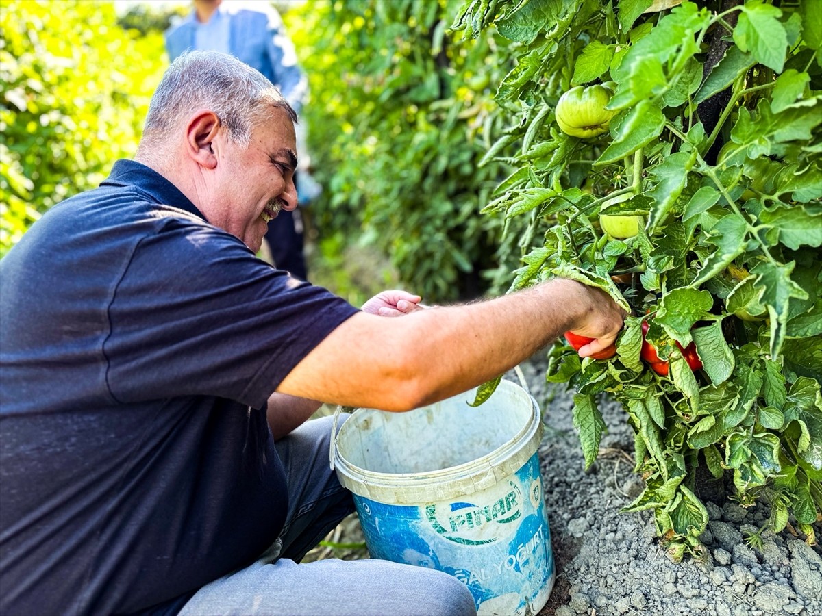 Sinop'un Boyabat ilçesi Gazideretabaklı köyünde yetiştirilen coğrafi işaretli Boyabat Gazidere...