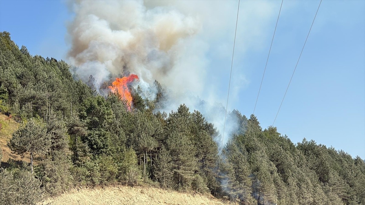 Sinop'un Türkeli ilçesinde orman yangını çıktı