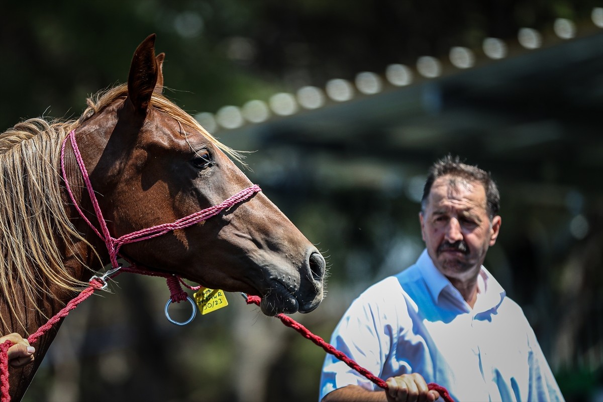 TİGEM e-satış ile 51 tayın satışından 27 milyon 750 bin lira gelir elde etti. Karacabey Tarım...