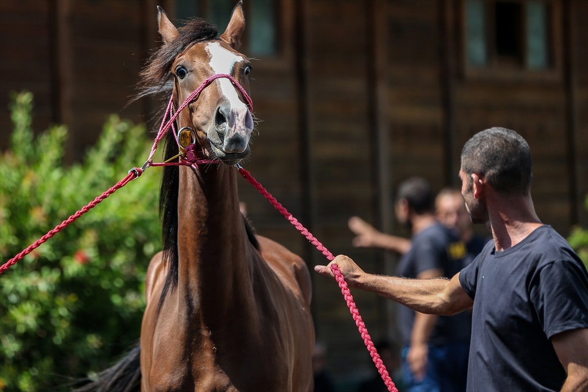 TİGEM e-satış ile 51 tayın satışından 27 milyon 750 bin lira gelir elde etti. Karacabey Tarım...